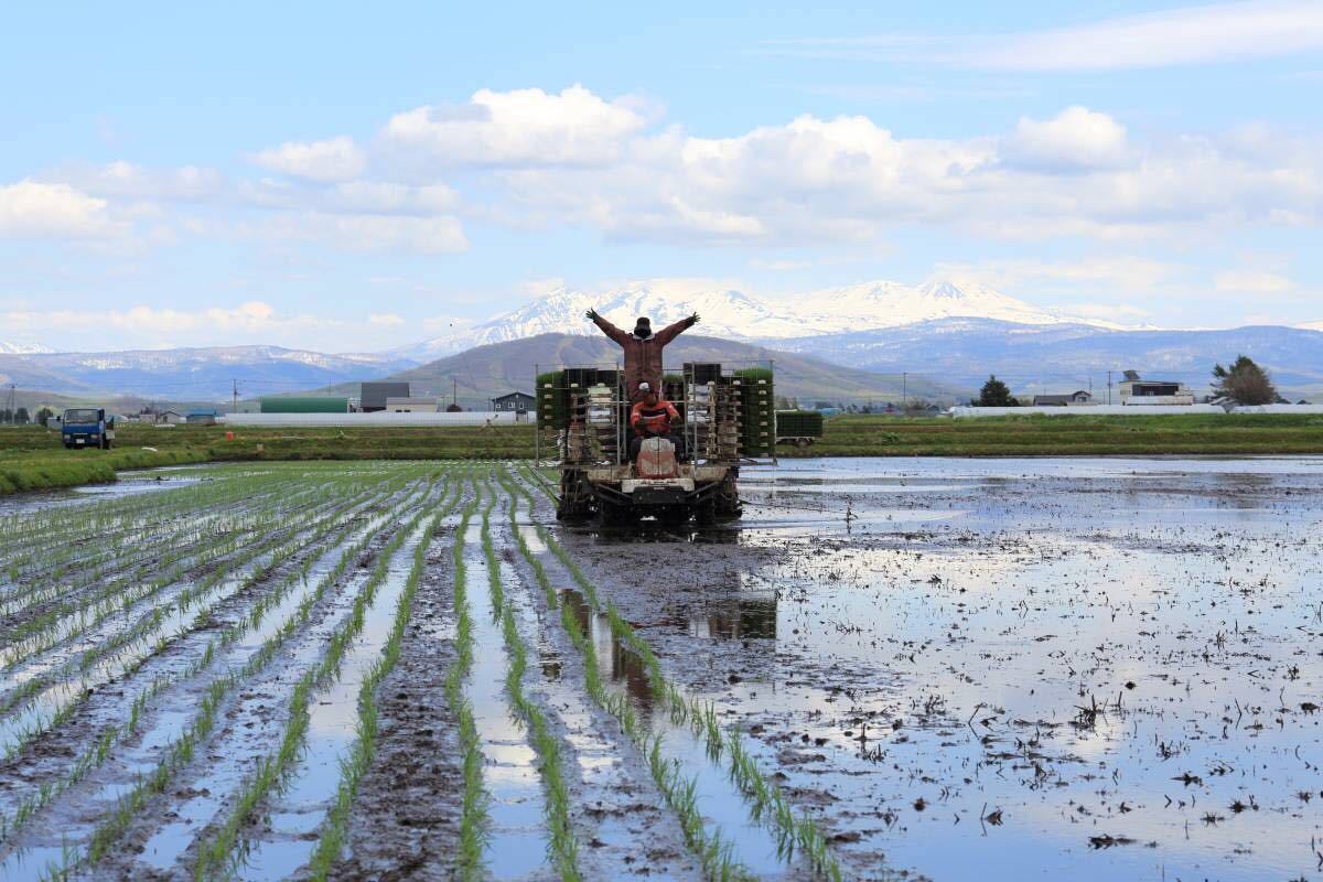 新米　農家直送　令和3年産　北海道　安田農場産　一等米 ななつぼし 25kg精米_画像3