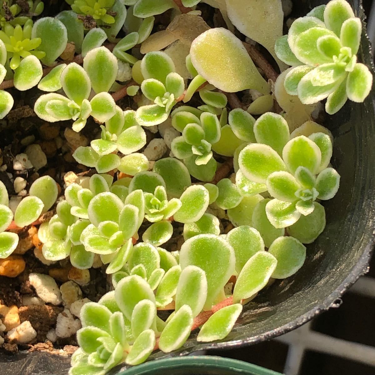 直販純正品 多肉植物セダム4 種類カット苗(6本ずつ) 740f3b1a 3番目の岩を発見します -pn-batam.go.id 直販純正品 多肉植物セダム4 種類カット苗(6本ずつ) 740f3b1a 3番目の岩を発見します -pn-batam.go.id