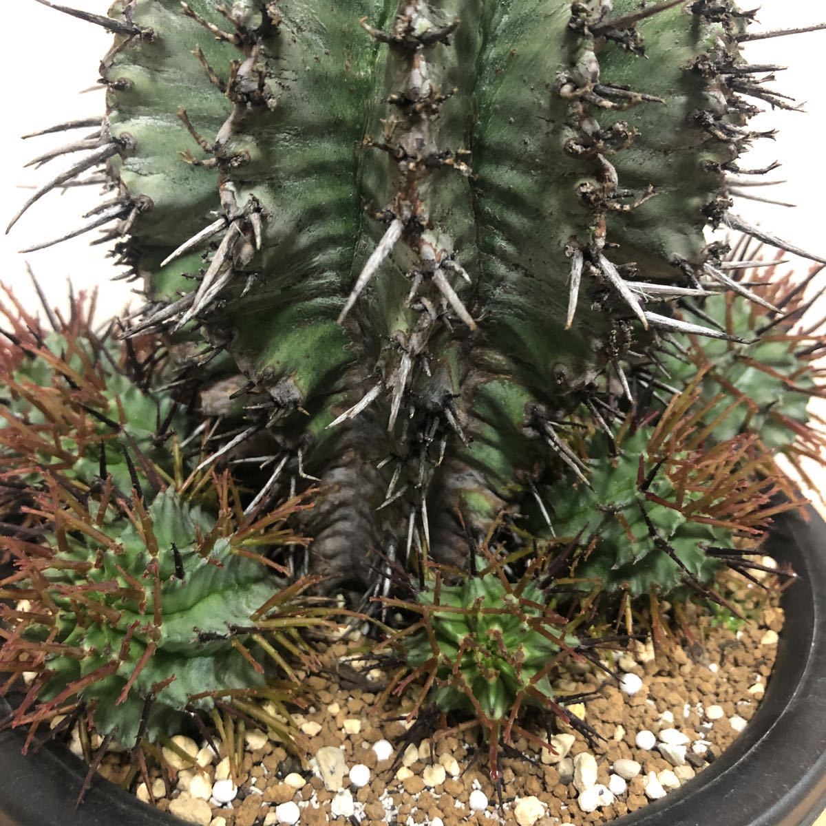 ユーフォルビア ホリダ マジョール マヨール 強棘 群生 多肉植物 ユーフォルビア ホリダ マジョール マヨール 強棘 群生 多肉植物