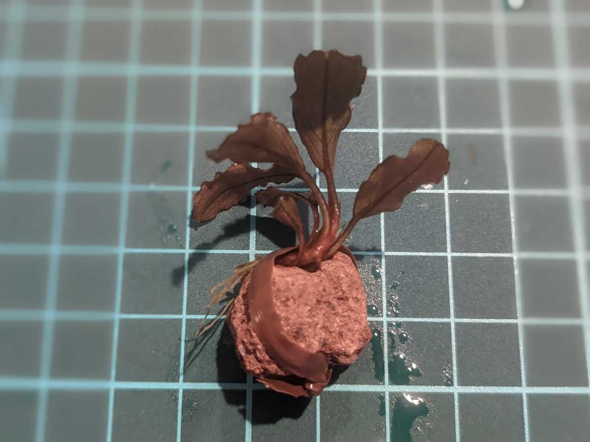 ラスト株 ブセファランドラsp Bucephalandra sp ”Motleyana ラスト株 ブセファランドラsp Bucephalandra sp ”Motleyana