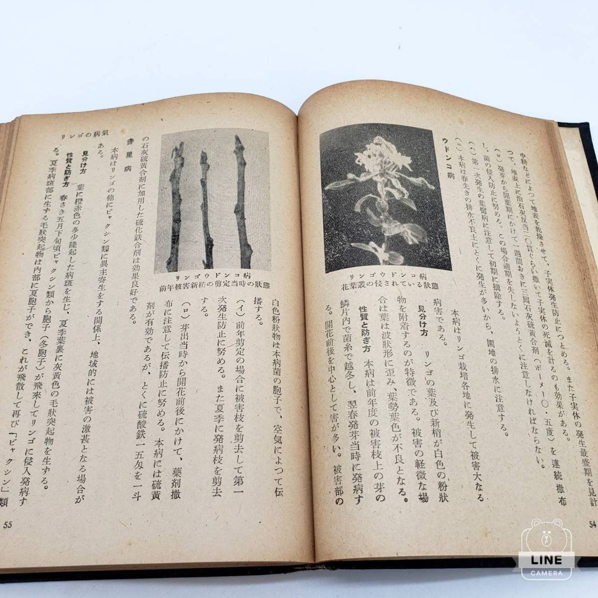 【B-51】 昭和26年 園藝病害虫の防ぎ方 堀正侃 飯島編集 小川誠一郎発行　70年前 株式会社誠文堂新光社 栄農叢書_画像6