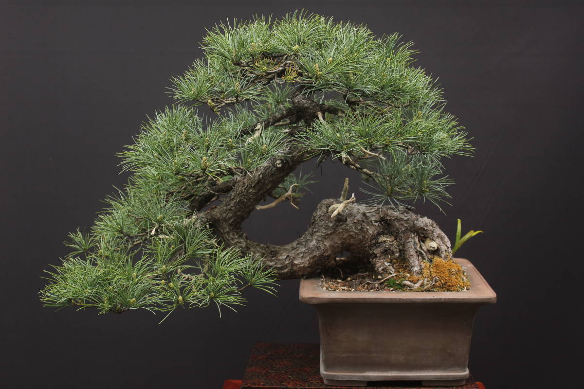 盆栽富士 五葉松 最安値 大品 山木 専門店では 樹齢150年