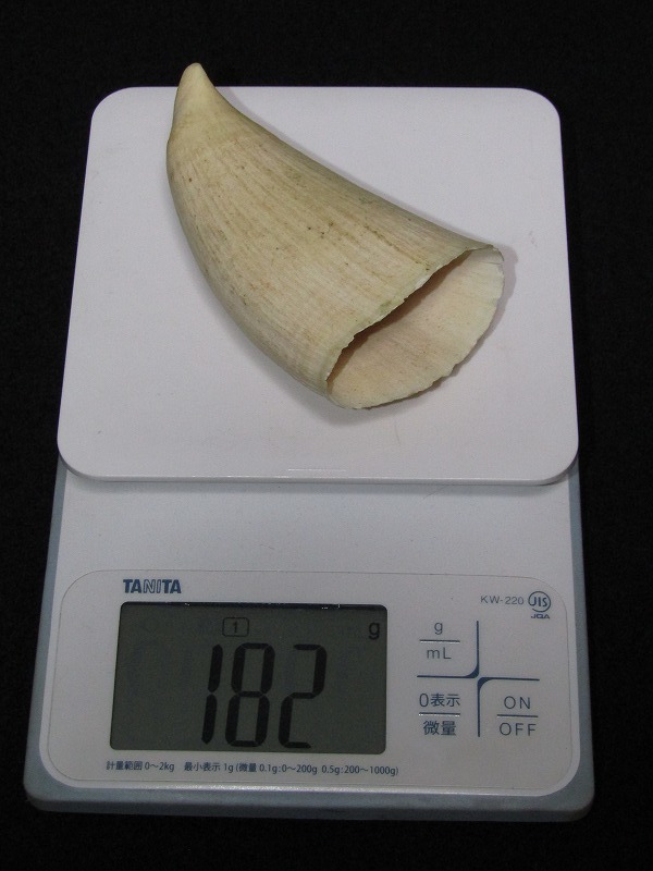 d20-6455[SAN] マッコウクジラ 抹香鯨 歯 鯨歯 クジラ歯 長さ11cm 重さ182g 根付 印材 標本 彫刻材料 1円～