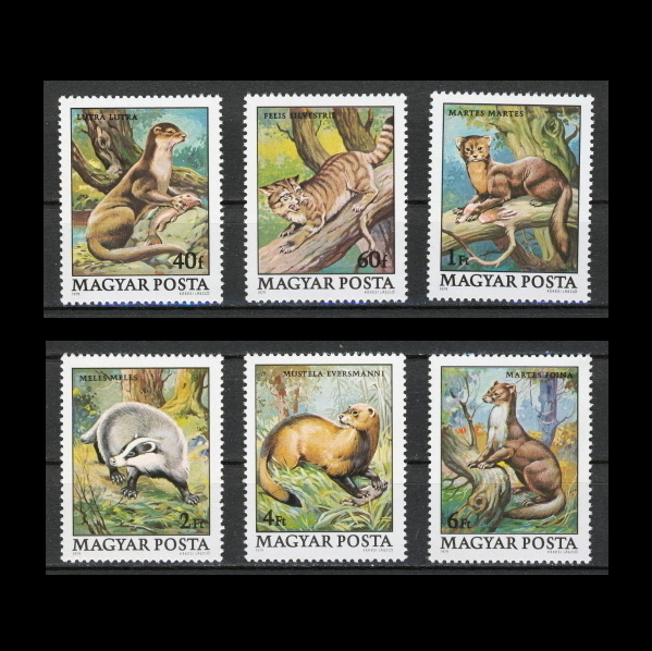 ■ハンガリー切手　1979年　保護動物 / イタチ類　6種完_画像1