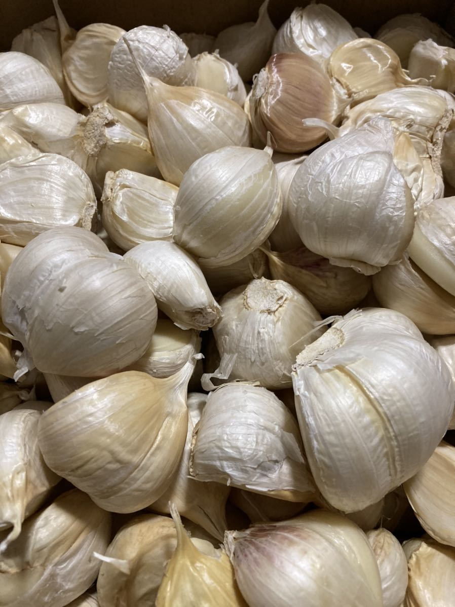 青森県産ニンニク ホワイト六片種にんにく 訳あり2Lサイズ1kg 国産