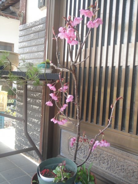 熱海桜 さくら (盆栽素材)