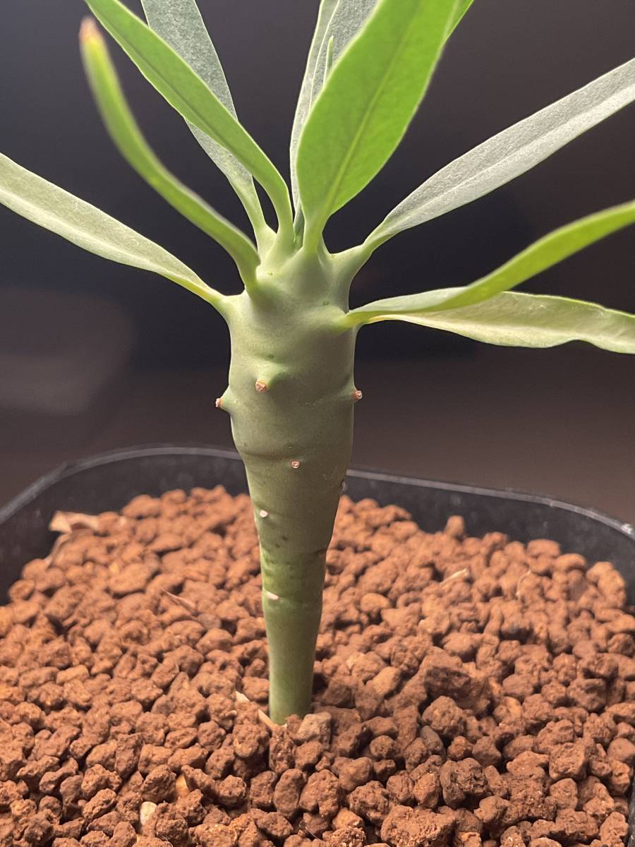 多肉植物 サボテン ユーフォルビア エチュベルクローサ Euphorbia etuberculosa 珍奇植物 ビザールプランツ 塊根 コーデックス