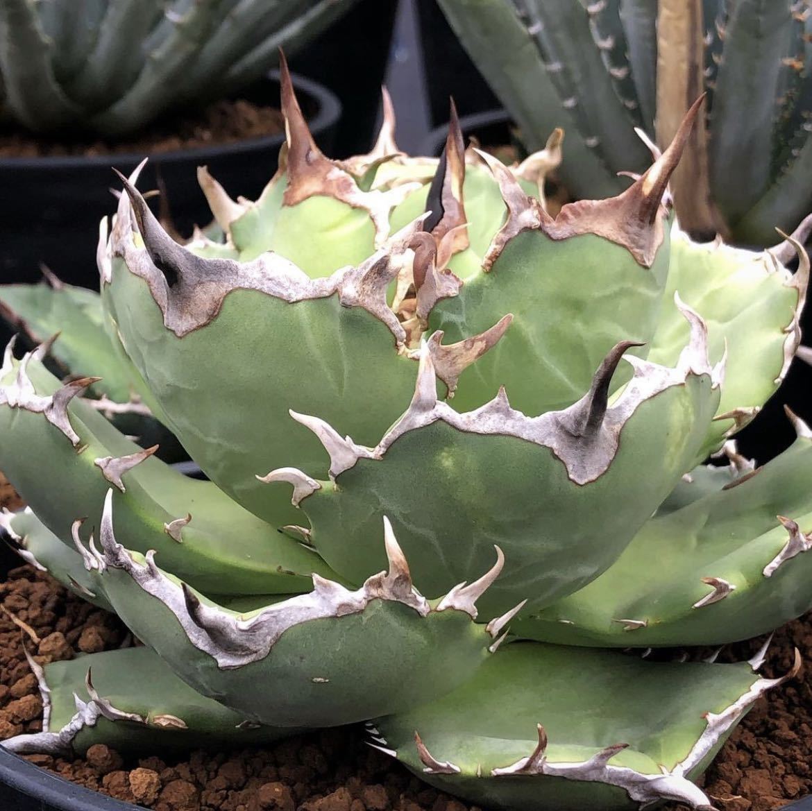 アガベ チタノタ FO076 コンパクタ agave titanota FO076 compacta