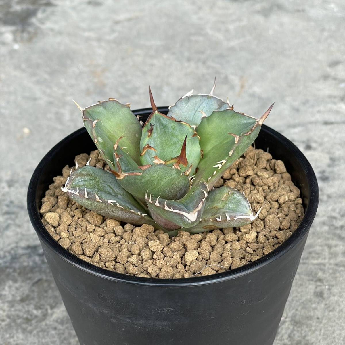 アガベ チタノタ FO076 コンパクタ agave titanota FO076 アガベ チタノタ FO076 コンパクタ agave titanota FO076