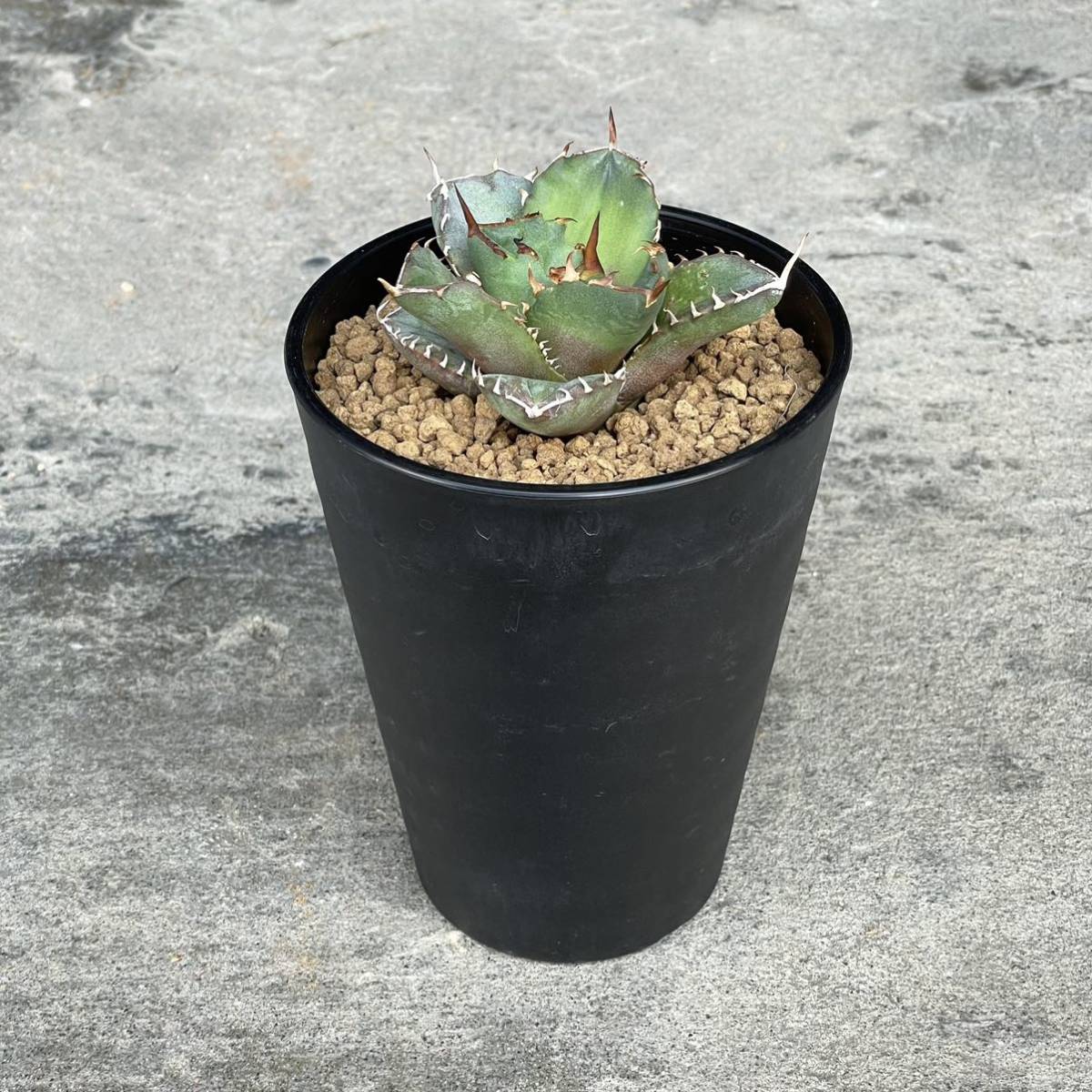 アガベ チタノタ FO076 コンパクタ agave titanota FO076 アガベ チタノタ FO076 コンパクタ agave titanota FO076
