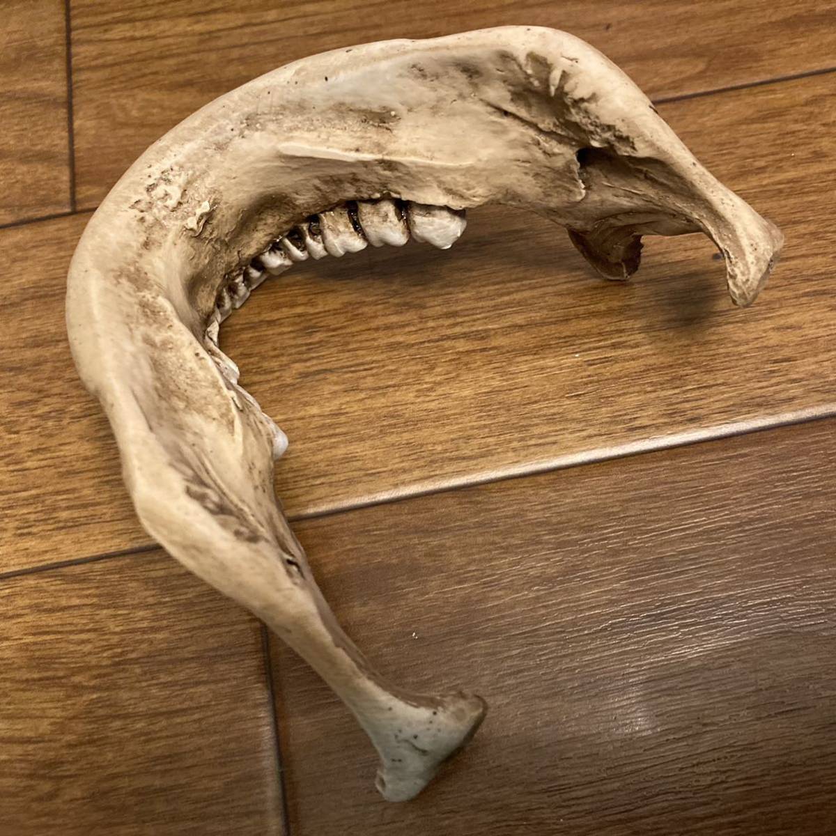 実物大 ドイツ製 頭蓋骨 skull 骸骨 髑髏 人体模型 骨格標本 実物大 ドイツ製 頭蓋骨 skull 骸骨 髑髏 人体模型 骨格標本