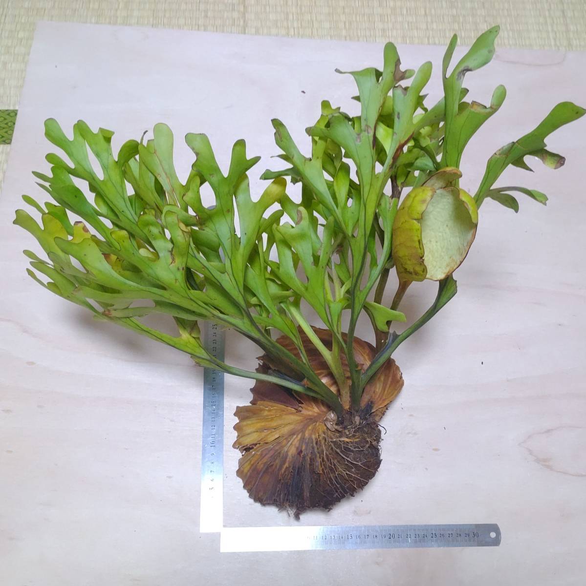 ビカクシダ Ridleyi プラティケリウム リドレイ ワイルド 大株 植物