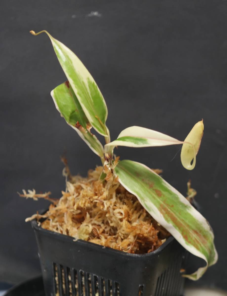 △△△△△Nepenthes gracilis ”variegata” ウツボカズラ(斑入り)ネペンテス属 食虫植物