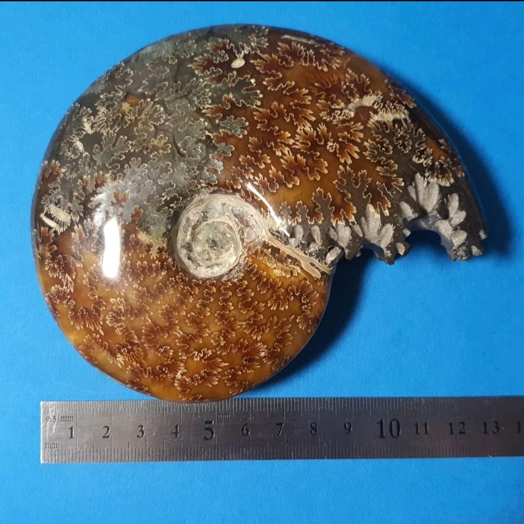 マダガスカル産  大型アンモナイト化石