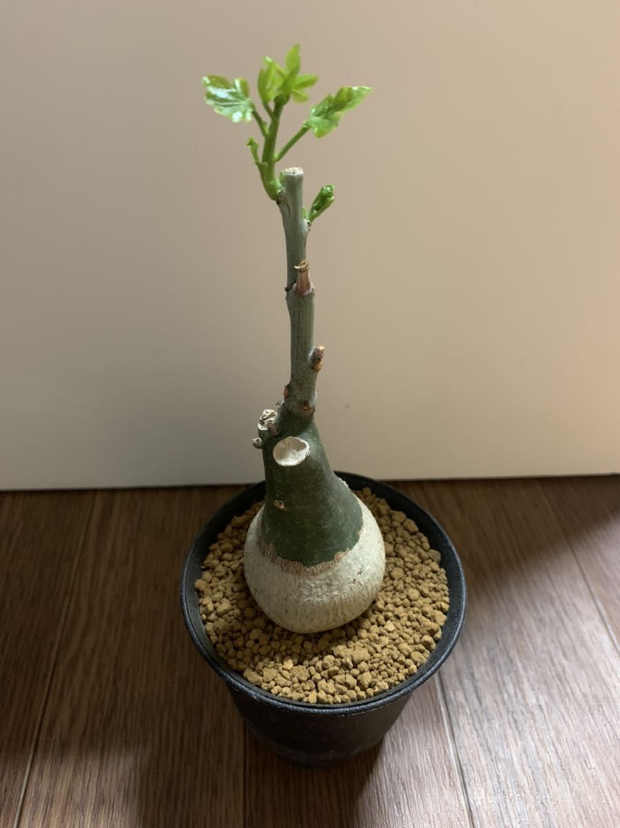SALE/91%OFF】 アデニア グラウカ botanize zen sergiani-garden.gr