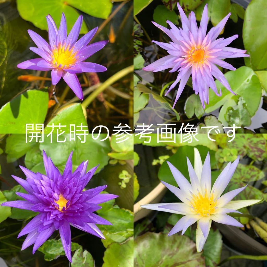 送料無料】熱帯スイレン 6種 + おまけ 2種 【匿名配送】 フォックス