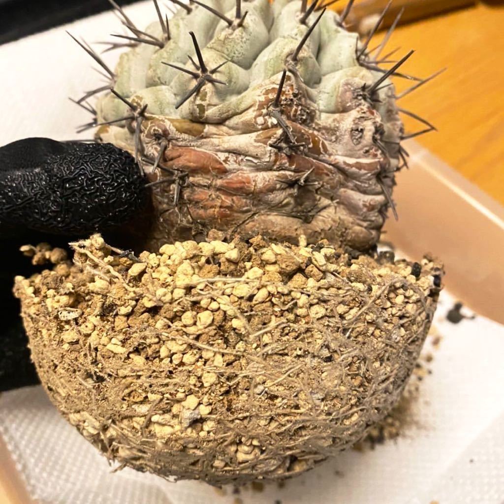 コピアポア シネレア 黒王丸 発根済 現地球 輸入株 長期管理株 コピアポア シネレア 黒王丸 発根済 現地球 輸入株 長期管理株