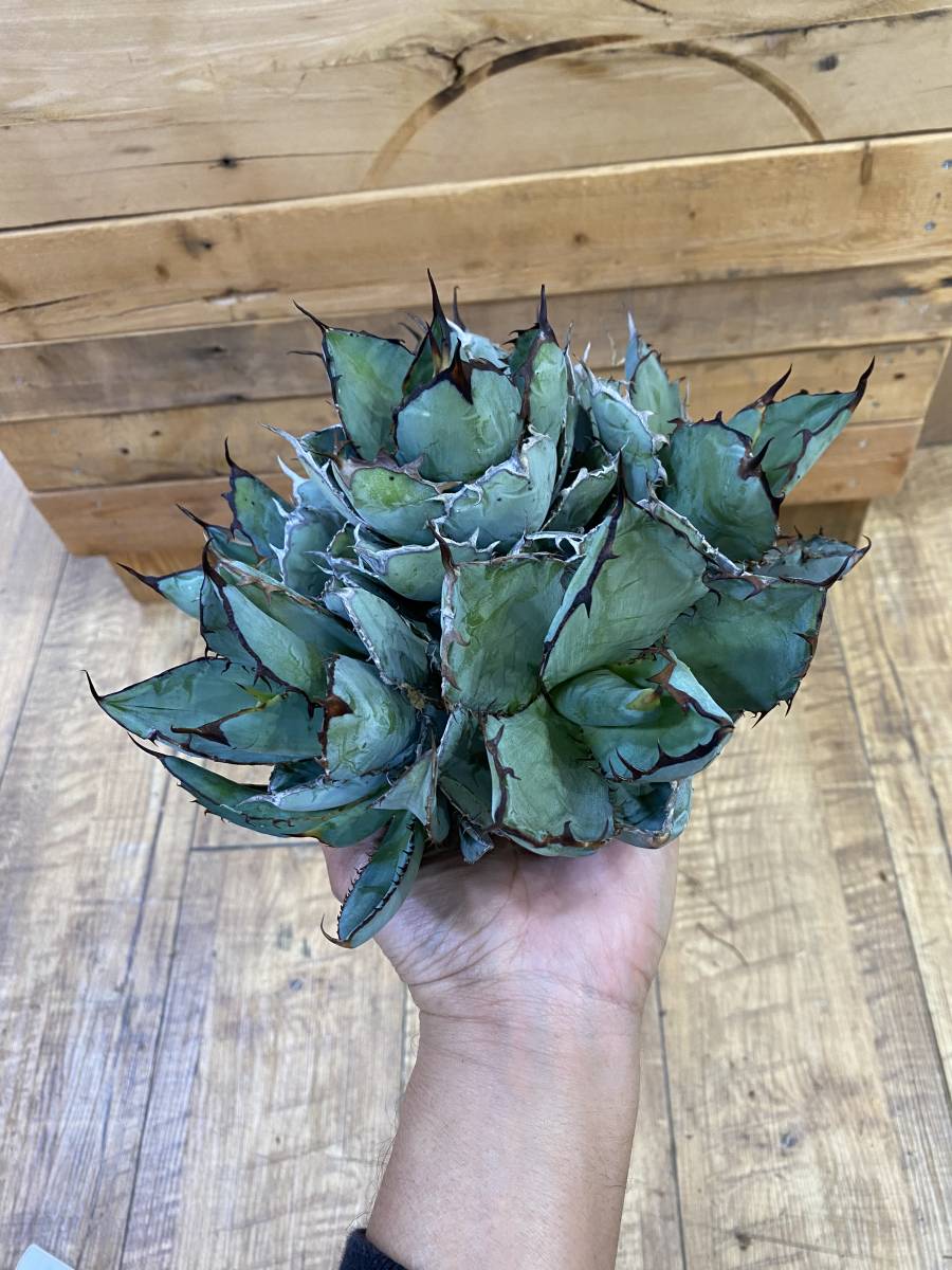 ☆PCP特選アガベ☆ Agave titanota 'Black & Blue'超選抜群生株②