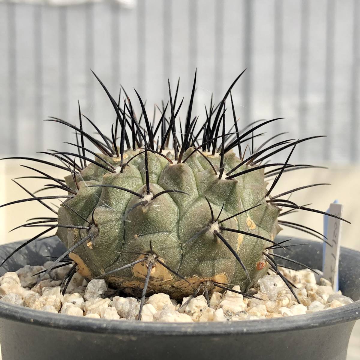 ヤフオク! - 黒士冠 Copiapoa cinerea var. dea...