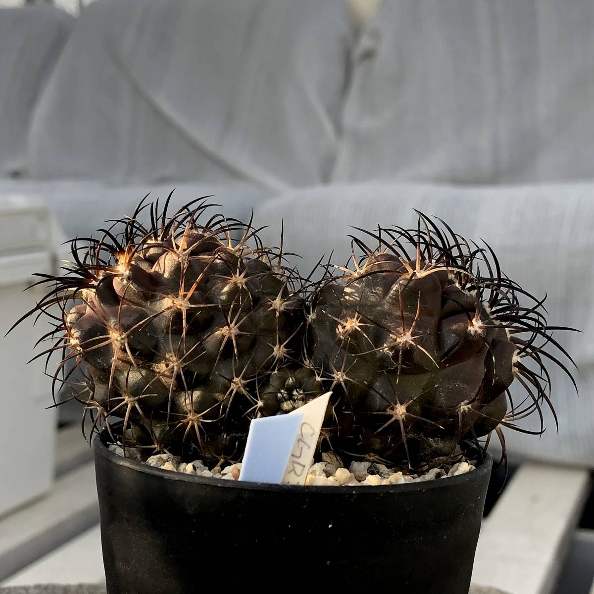 コピアポア グリセオビオラセア 栗星玉 Copiapoa griseoviolacea コピアポア グリセオビオラセア 栗星玉 Copiapoa griseoviolacea
