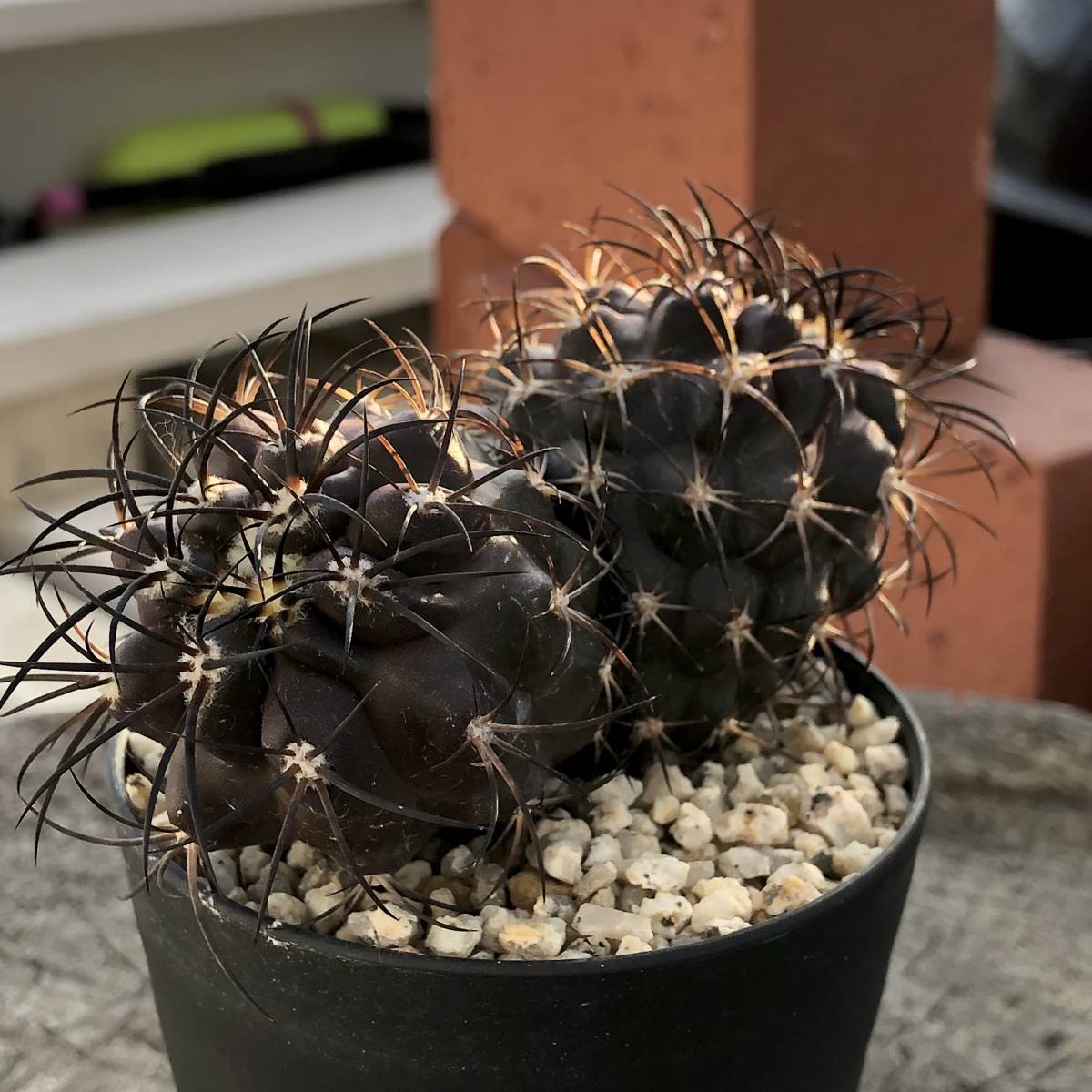 コピアポア グリセオビオラセア 栗星玉 Copiapoa griseoviolacea コピアポア グリセオビオラセア 栗星玉 Copiapoa griseoviolacea