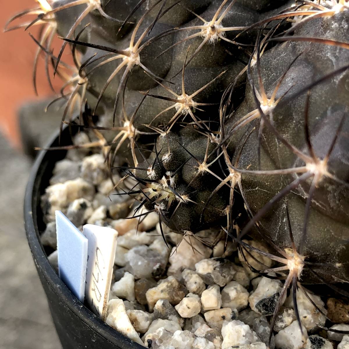 コピアポア グリセオビオラセア 栗星玉 Copiapoa griseoviolacea コピアポア グリセオビオラセア 栗星玉 Copiapoa griseoviolacea