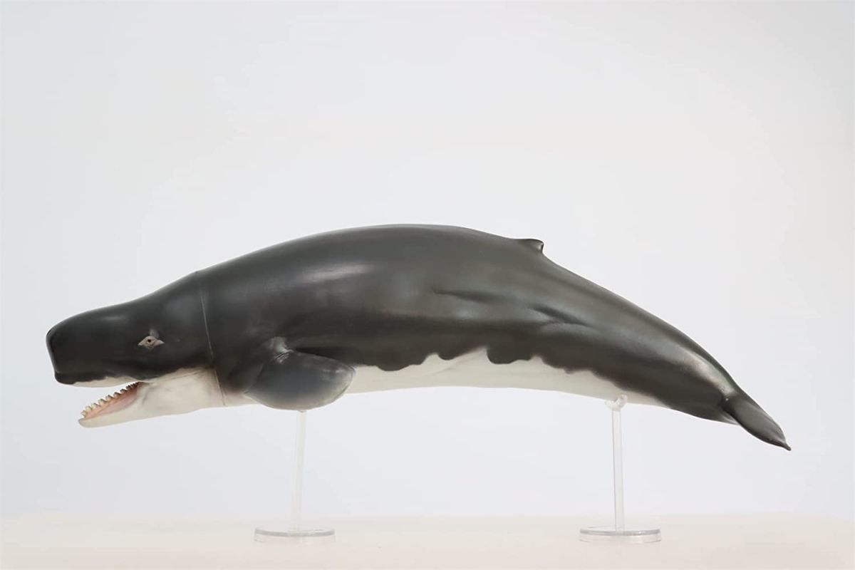 PNSO リヴィアタン・メルビレイ リビアタン マッコウクジラ科 海洋動物 リアル フィギュア おもちゃ 模型 誕生日 プレゼント中身中空_画像9
