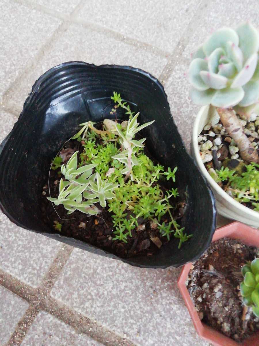 多肉植物寄せ植え セダム エケベリア ツメレンゲ 観葉植物 ガーデニング その他 売買されたオークション情報 Yahooの商品情報をアーカイブ公開 オークファン Aucfan Com 多肉植物寄せ植え セダム エケベリア ツメレンゲ 観葉植物 ガーデニング その他 売買されたオークション情報 Yahooの商品情報をアーカイブ公開 オークファン Aucfan Com