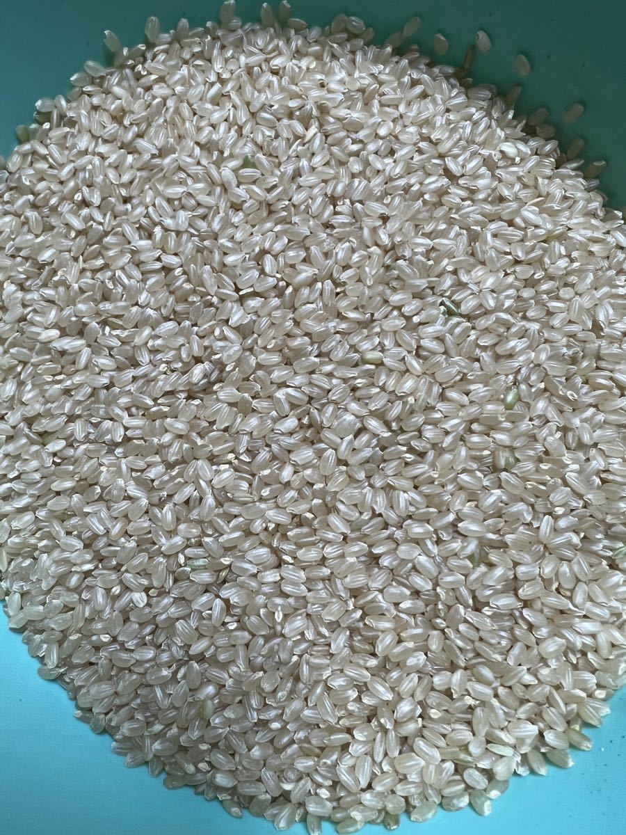 農家直送! 令和3年 愛媛県産 コシヒカリ☆玄米24kg 精米無料! www