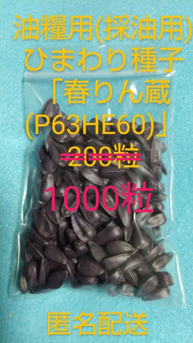 ひまわりの種 油糧用(採油用)ひまわり「春りん蔵(P63HE60)」の ひまわりの種 油糧用(採油用)ひまわり「春りん蔵(P63HE60)」の