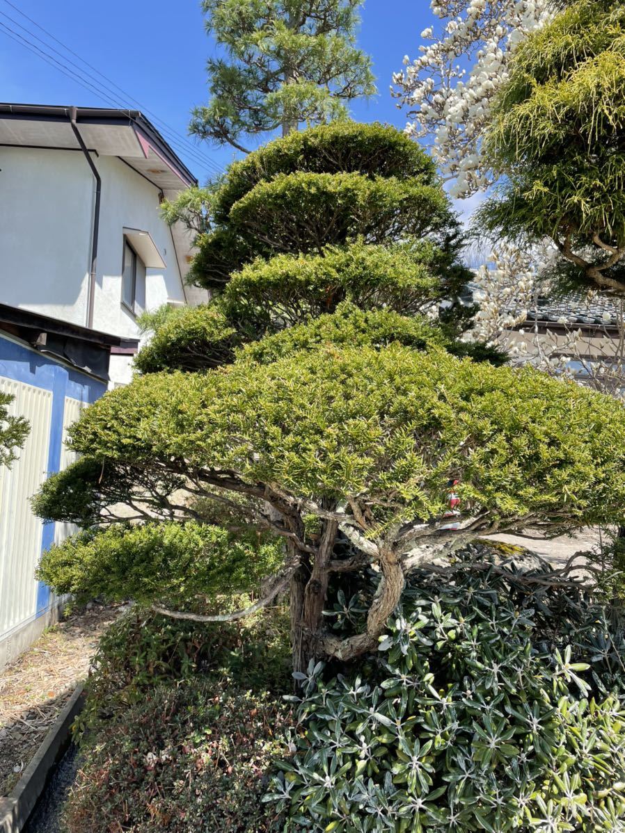 アララギ 蘭 庭木 樹木 長野県 花・園芸