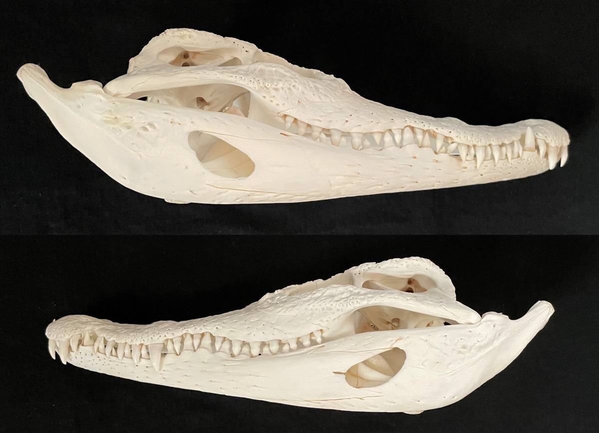 ワニ 頭骨 28cm 鰐・わに スカル 標本 SKULL | monsterdog.com.br