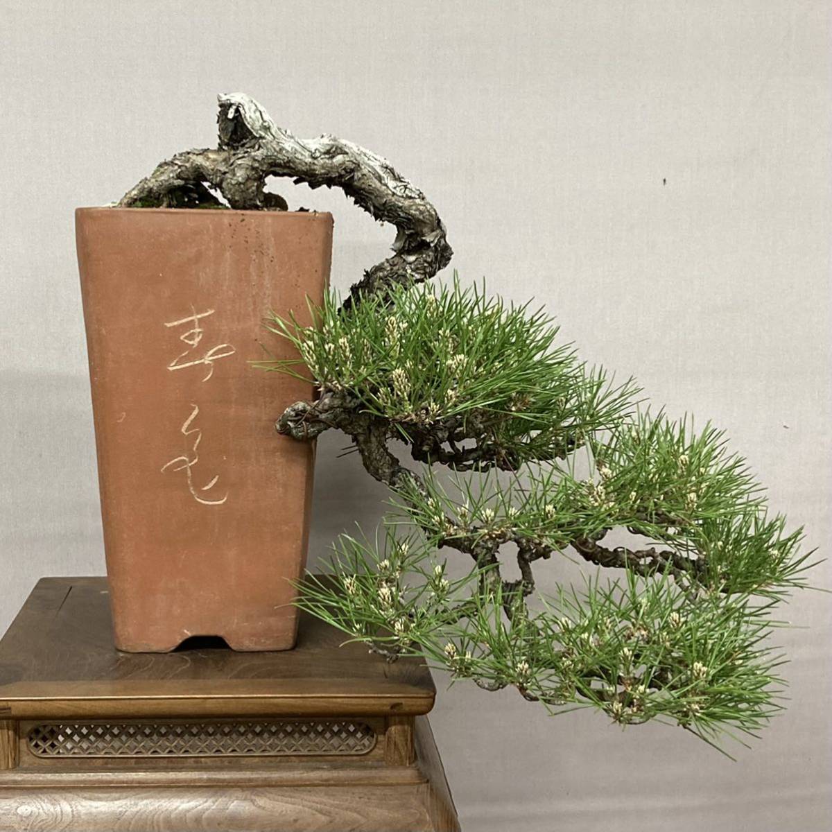 同梱不可】 神舞園/黒松/中品「値下げ中」 植物/観葉植物 - hqstore.cl
