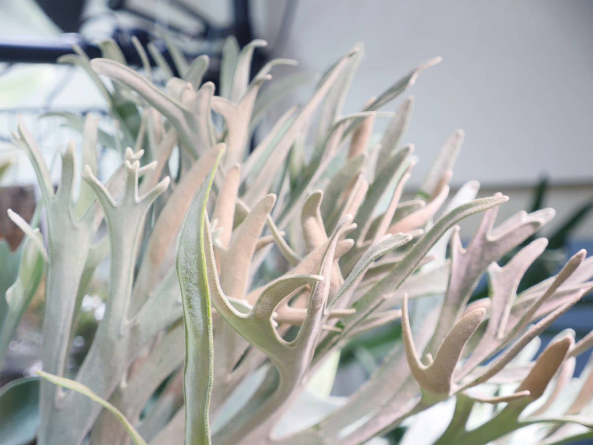 ◇ P.Elsa エルサF307 Platycerium コウモリランビカクシダ-鹿角 ◇ P.Elsa エルサF307 Platycerium コウモリランビカクシダ-鹿角