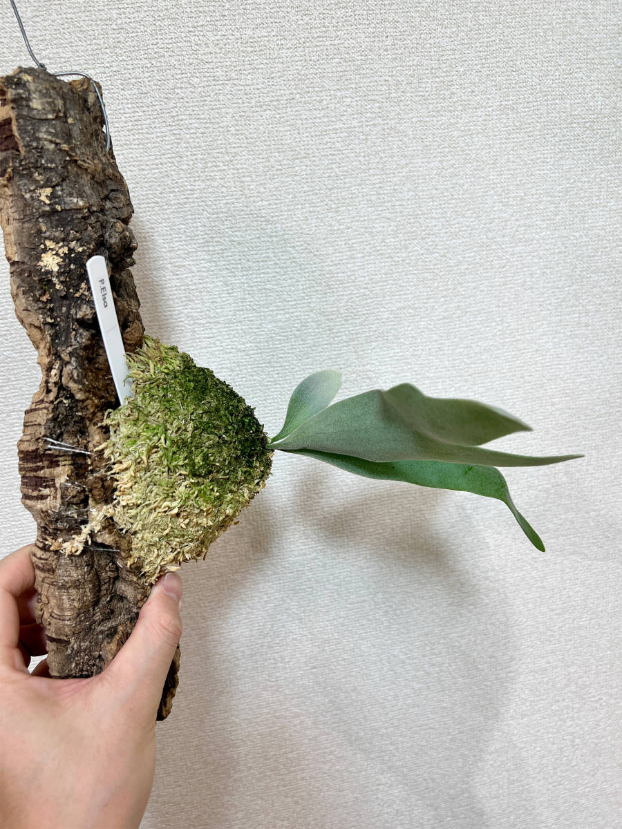 ◇ P.Elsa エルサF307 Platycerium コウモリランビカクシダ-鹿角 ◇ P.Elsa エルサF307 Platycerium コウモリランビカクシダ-鹿角