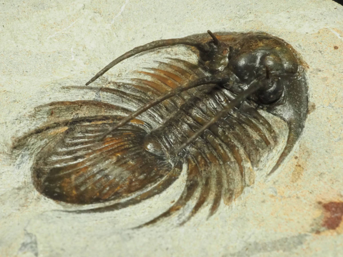 三葉虫 Kolihapeltis rabatensis 42mm モロッコ王国産 ...