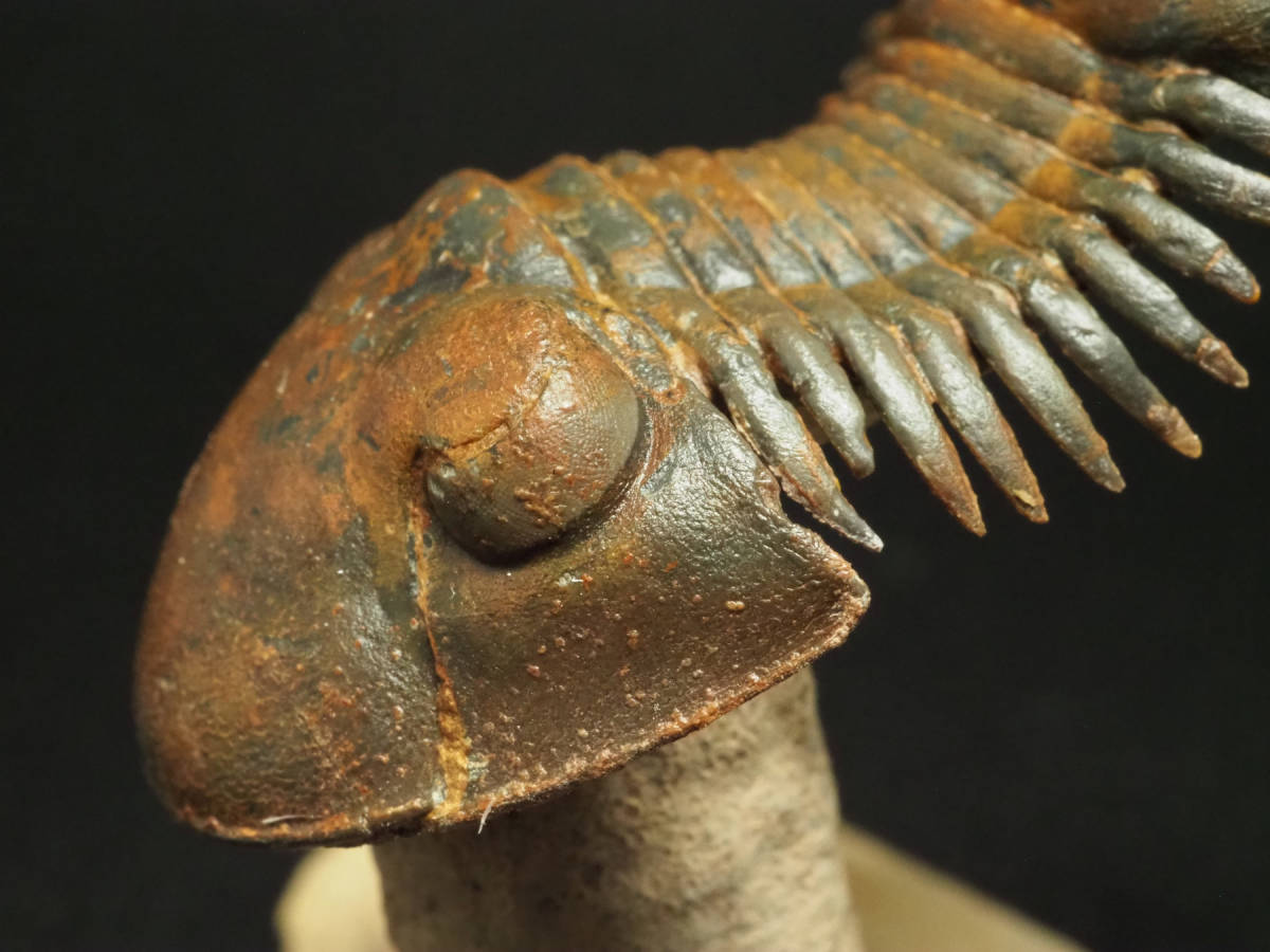 新品開封品 超美麗!三葉虫【Crotalocephalus gibbus】 化石 モロッコ