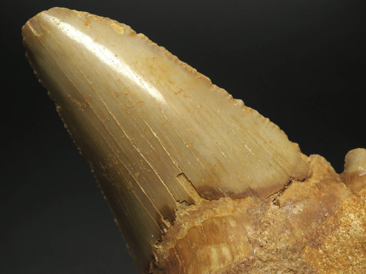 巨大!サメの歯【Otodus Obliquus】【90mm】【89g】モロッコ 巨大!サメの歯【Otodus Obliquus】【90mm】【89g】モロッコ