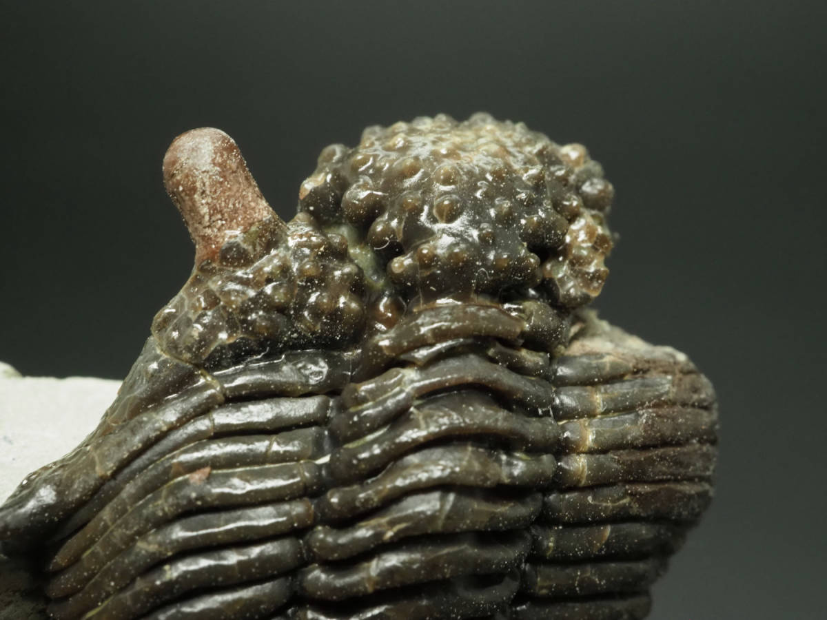 英国産!イチゴ頭!三葉虫【Encrinurus punctatus】【33mm