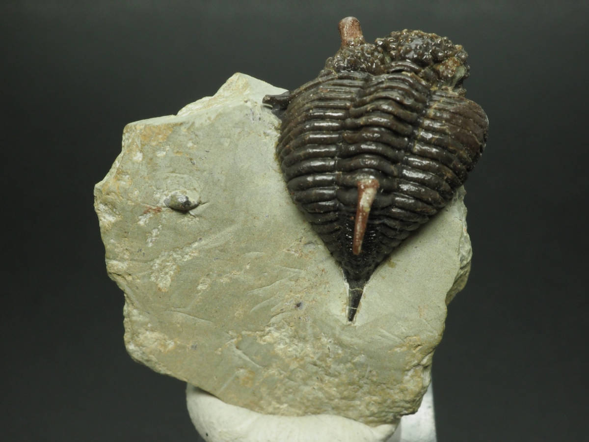 英国産!イチゴ頭!三葉虫【Encrinurus punctatus】【33mm