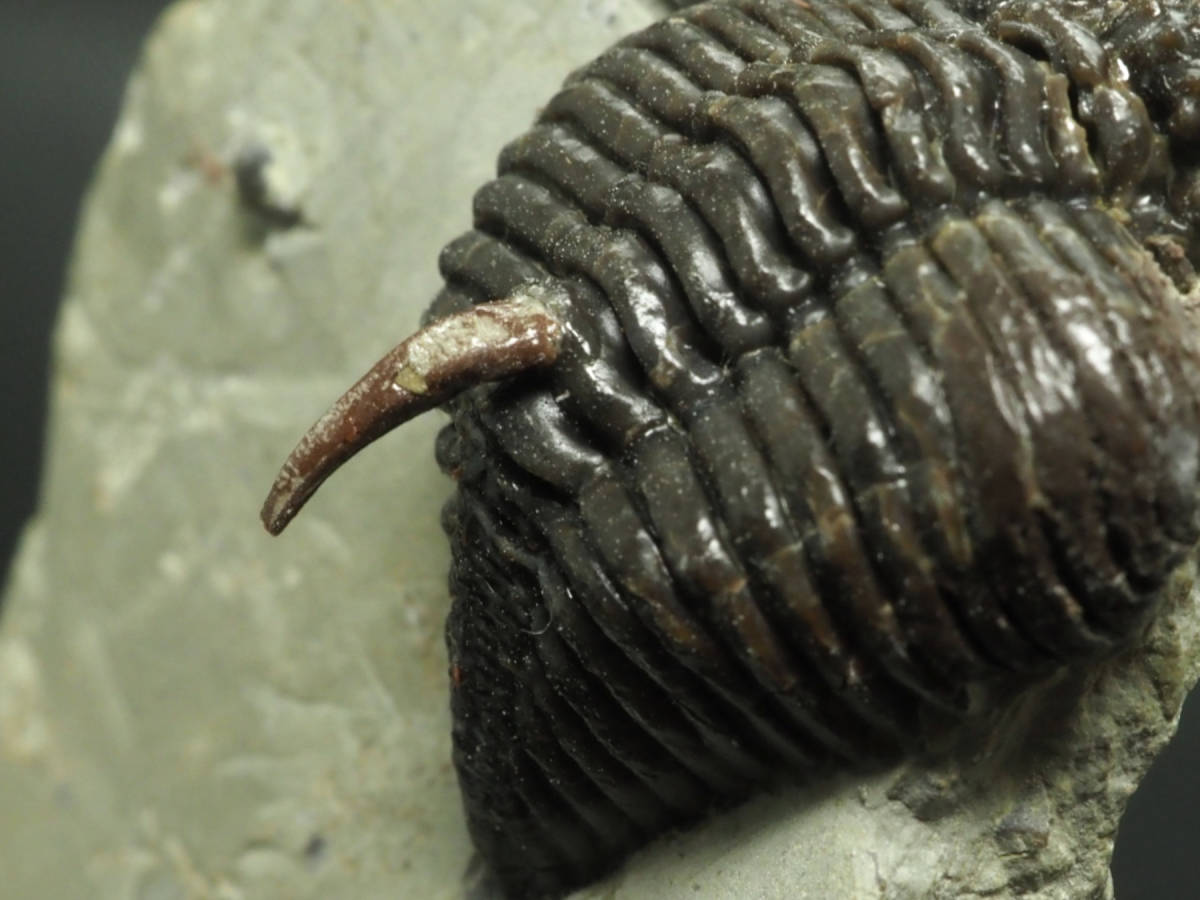 英国産!イチゴ頭!三葉虫【Encrinurus punctatus】【33mm
