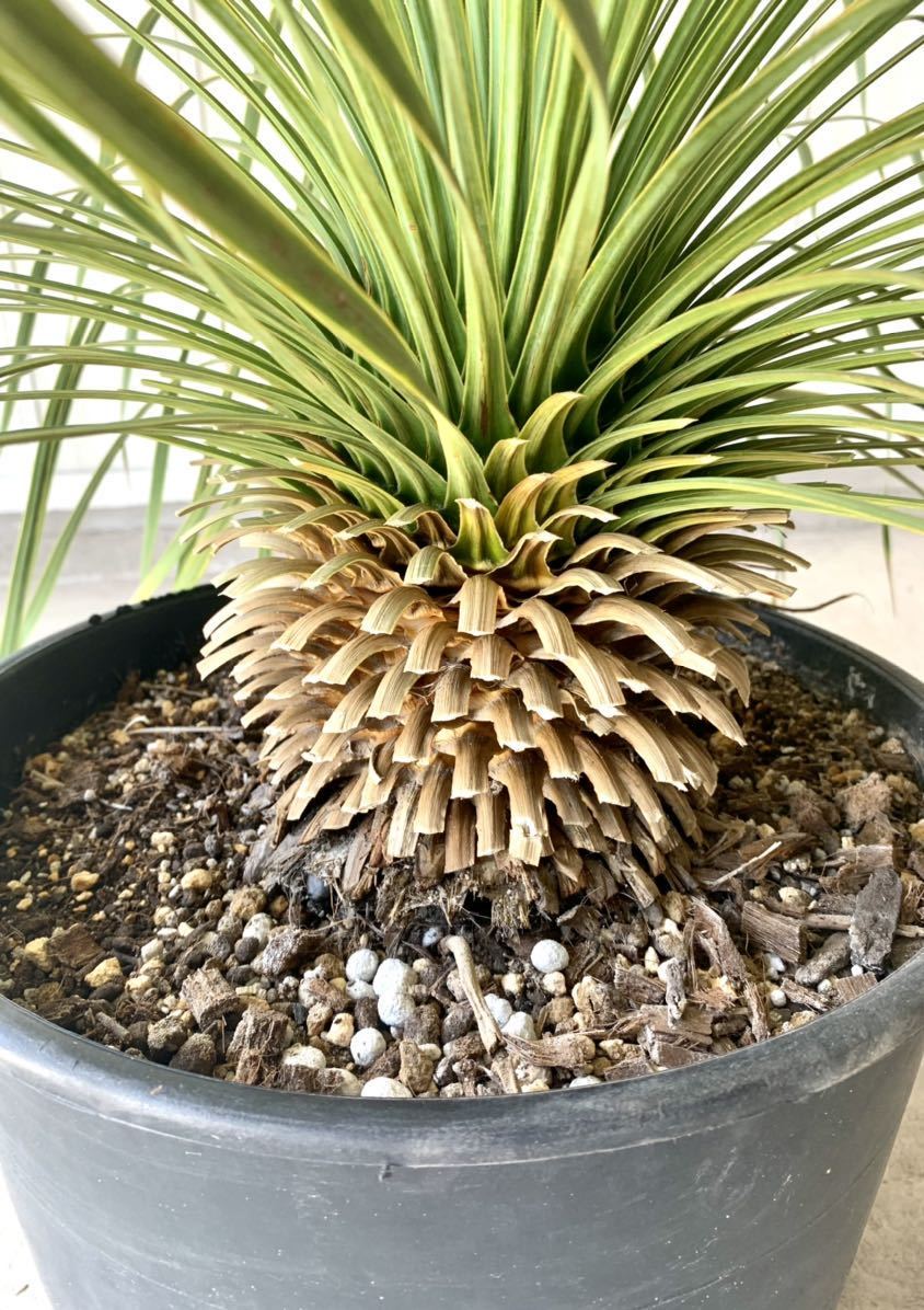 ユッカロストラータ 全長90cm 植物 | kyokuyo-eu.com