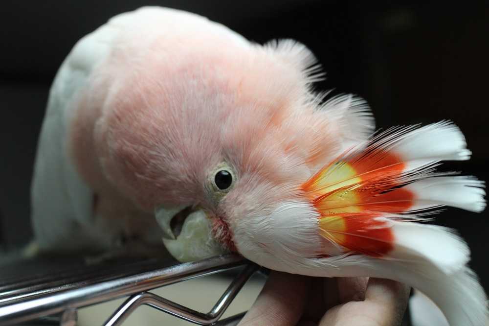 送料無料 新品未使用 スワロフスキー 置物 クルマサカオウム 鳥 オウム