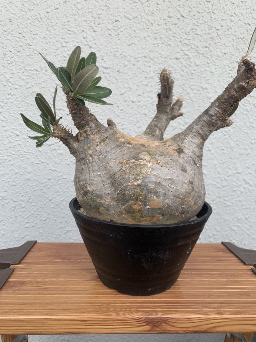 パキポディウムグラキリス 発根管理中 中型 美株 コーデックス 塊根植物 検)オペルクリカリア パキプス invisibleink srl raw life factory