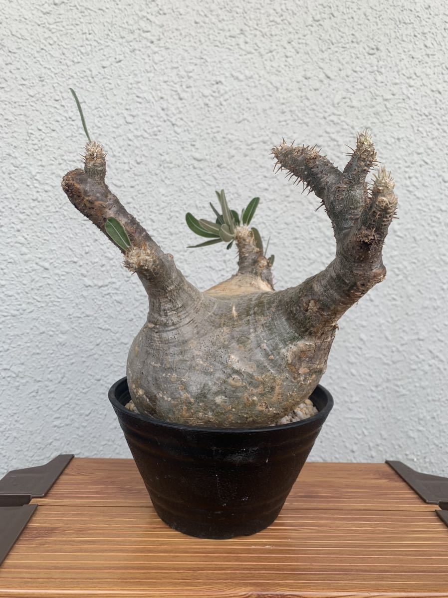 パキポディウムグラキリス 発根管理中 中型 美株 コーデックス 塊根植物 検)オペルクリカリア パキプス invisibleink srl raw life factory