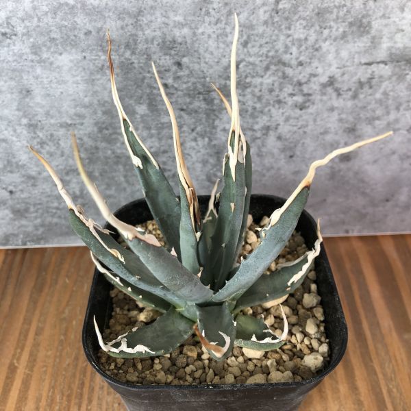 【P5595】Spring Sale！1円！【特選 陽炎白棘！】アガベ ユタエンシス エボリスピナ Agave utahensis (チタノタ シーザー レッドキャット )