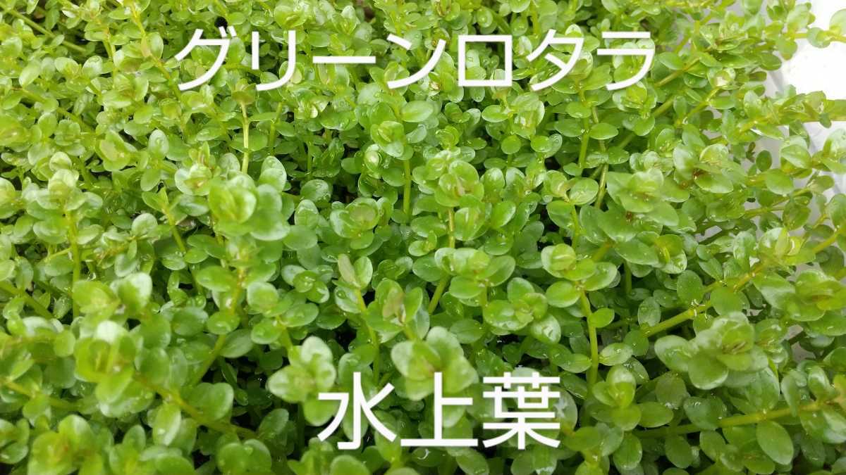 最安値 グリーンロタラ 水上葉 20本 魚用品 水草 最安値 グリーンロタラ 水上葉 20本 魚用品 水草