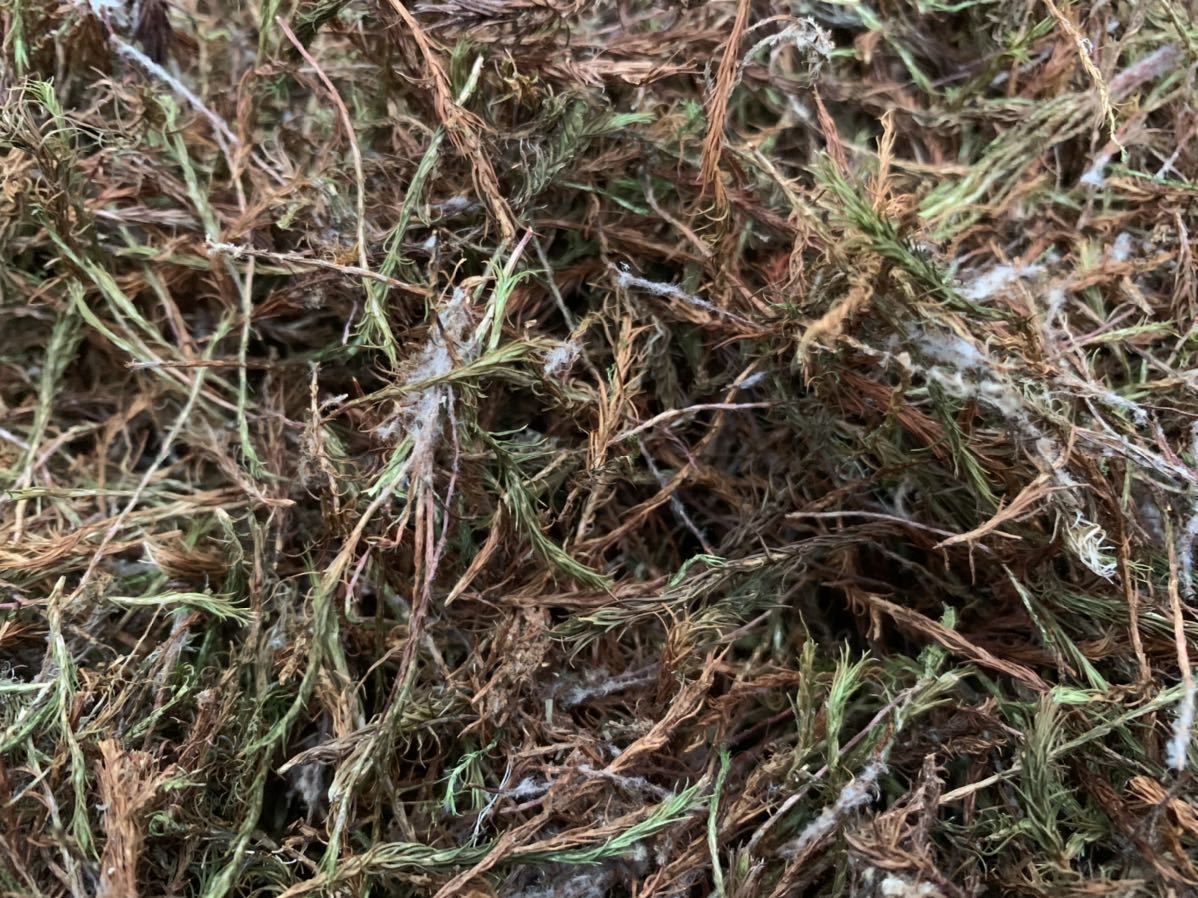 こけ農家直送 苔の種 3l Moss スギゴケのたね スギゴケの育成説明書付 テラリウム 苔 苔庭 苔玉 送料無料 激安挑戦中 3l