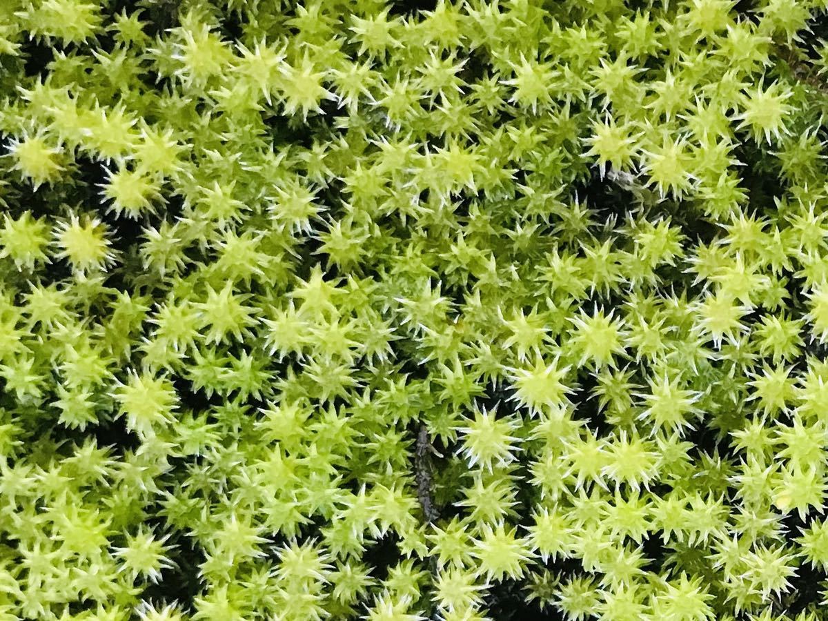 ko. agriculture house direct delivery / quality importance / free shipping /snagoke/60×30cm/1 sheets / construction control instructions attaching / moss garden / Japan garden /. landscape / tsubo garden / tray ./ ground cover / structure ./ garden / moss 