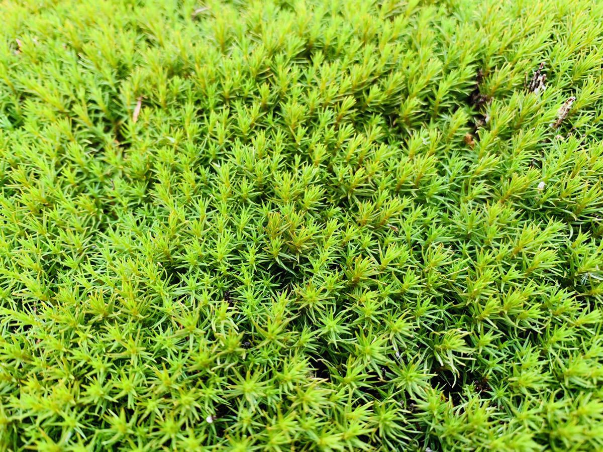 こけ農家直送 苔の種 3l Moss スギゴケのたね スギゴケの育成説明書付 テラリウム 苔 苔庭 苔玉 送料無料 激安挑戦中 3l